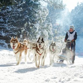 Chien de traîneaux vacances
